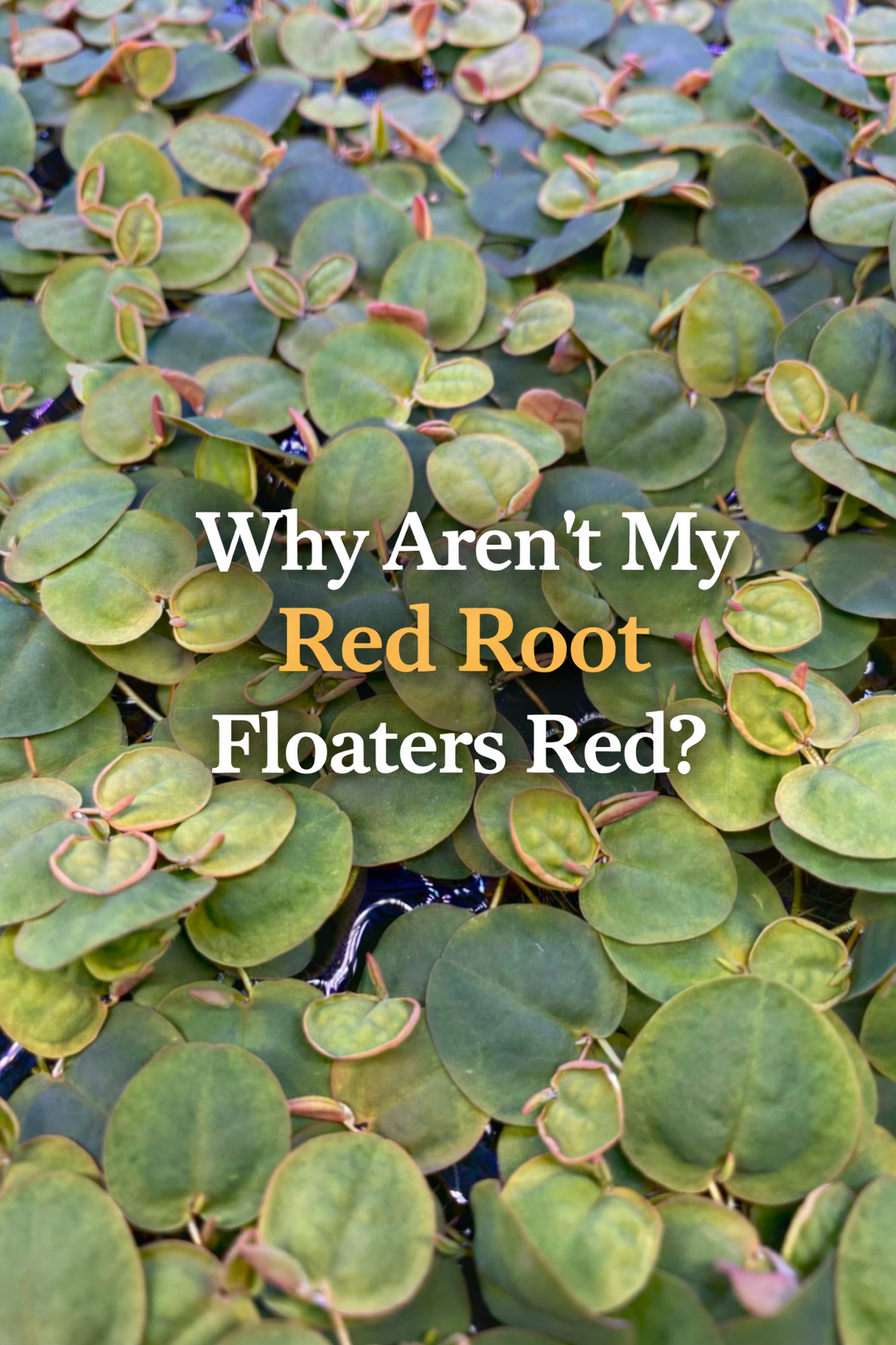 Red Root Analysis How to Care for Red Root Floaters (Complete Guide)