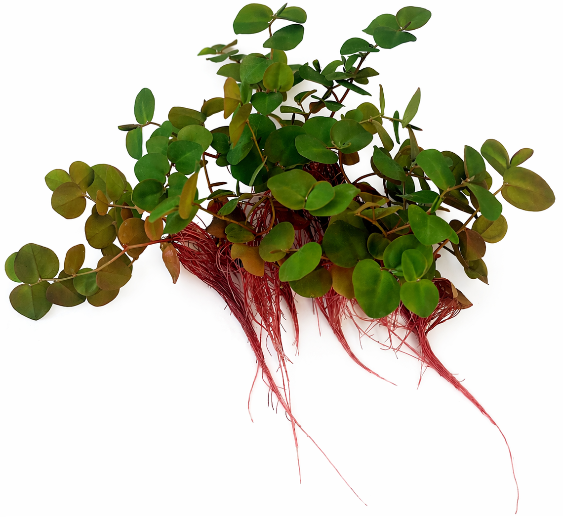 Stacked Red Root Floaters – Live Floating Aquarium Plant (100+ Leaves)