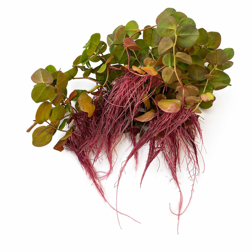 Stacked Red Root Floaters – Live Floating Aquarium Plant (100+ Leaves)
