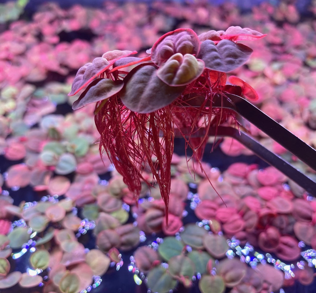 Red root floaters showing vibrant red roots and red green leaves