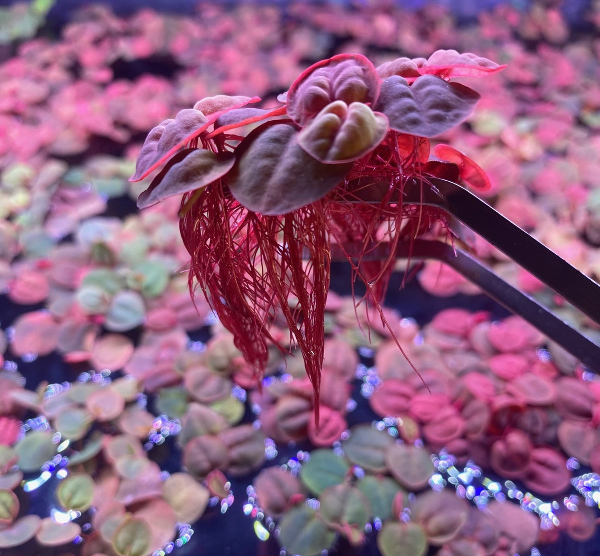 Red Root Floaters – Live Floating Aquarium Plant
