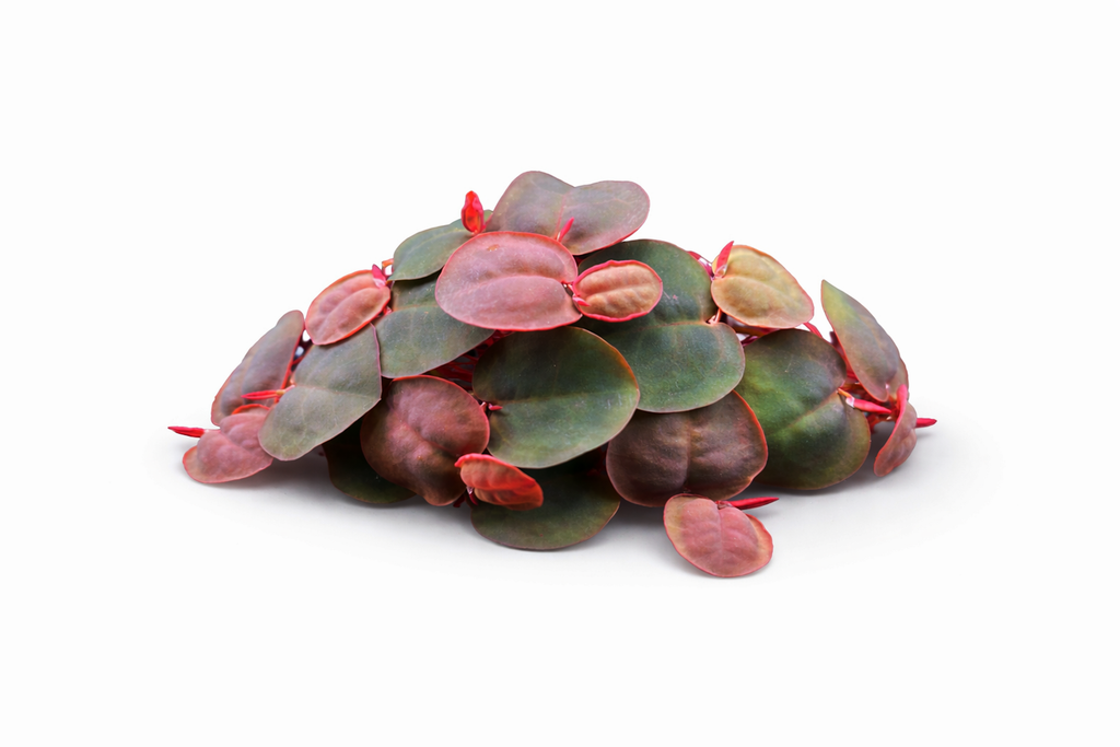Red root floaters showing vibrant red roots and green leaves