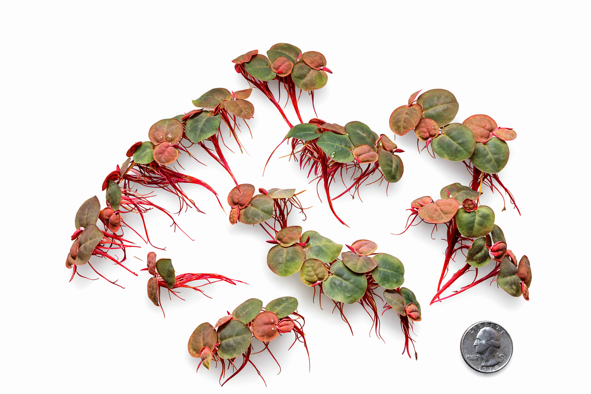Red Root Floatwer Red Root Floaters – Live Floating Aquarium Plant