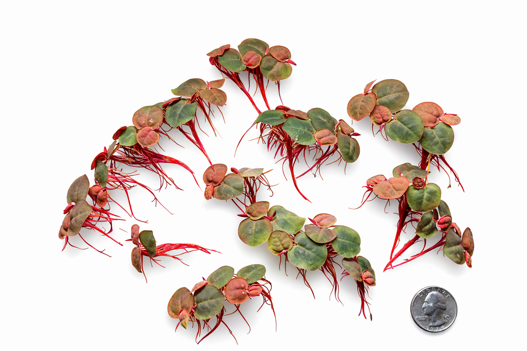 Portion size of live red root floaters for aquarium planting with quarter for scale