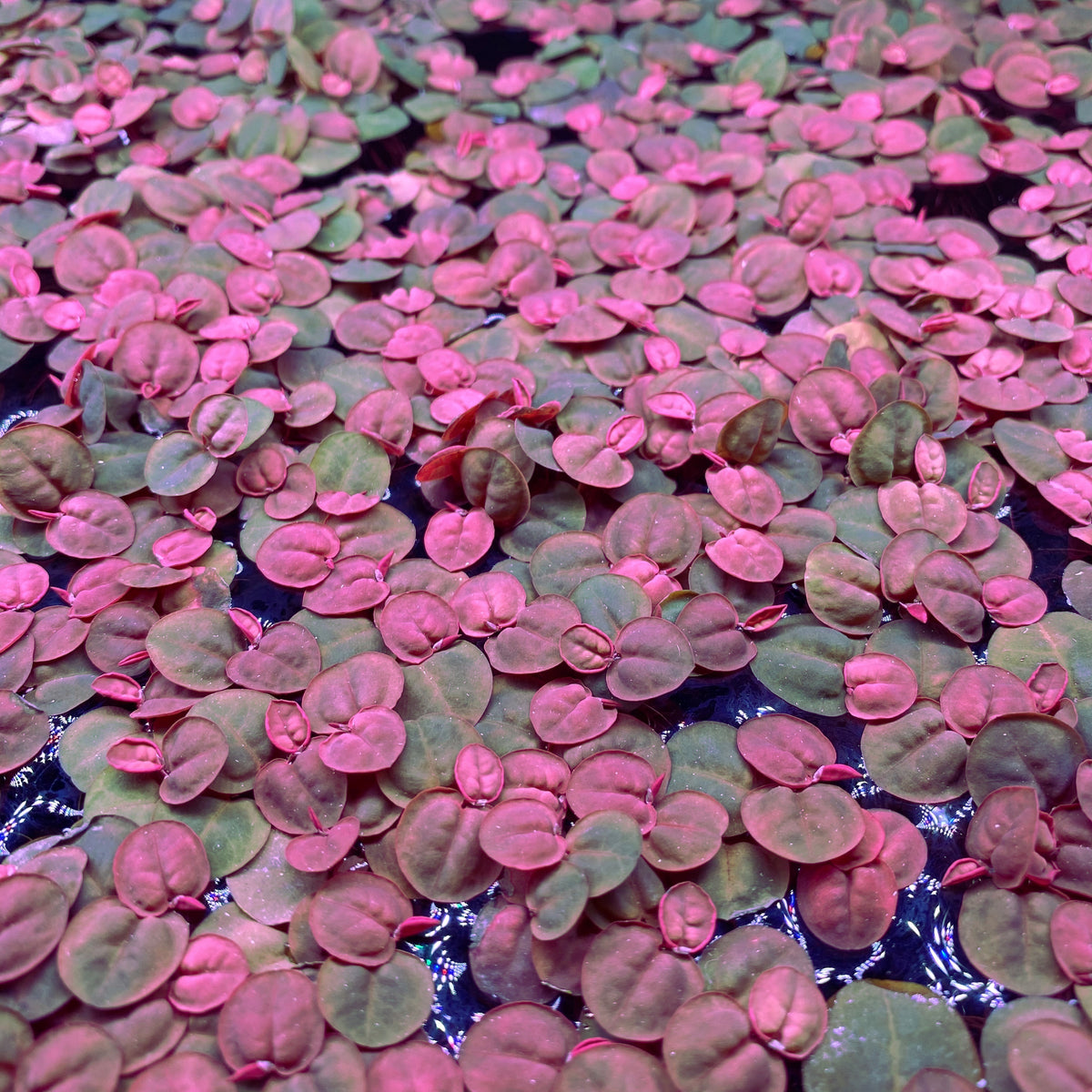 Red Root Floaters Live Aquarium Plants RedRootFloaters red-root-floaters-live-aquarium-plants-redrootfloaters
