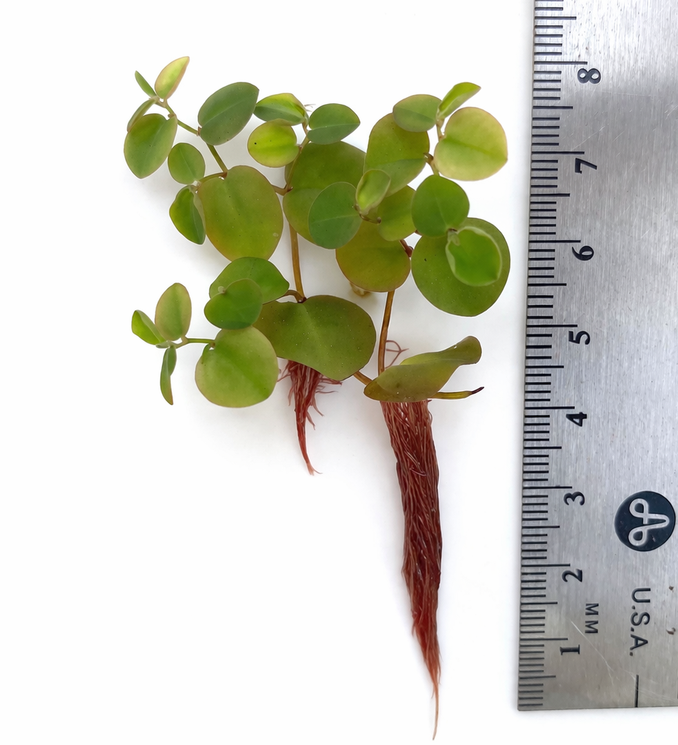 Stacked Red Root Floaters – Live Floating Aquarium Plant (100+ Leaves)