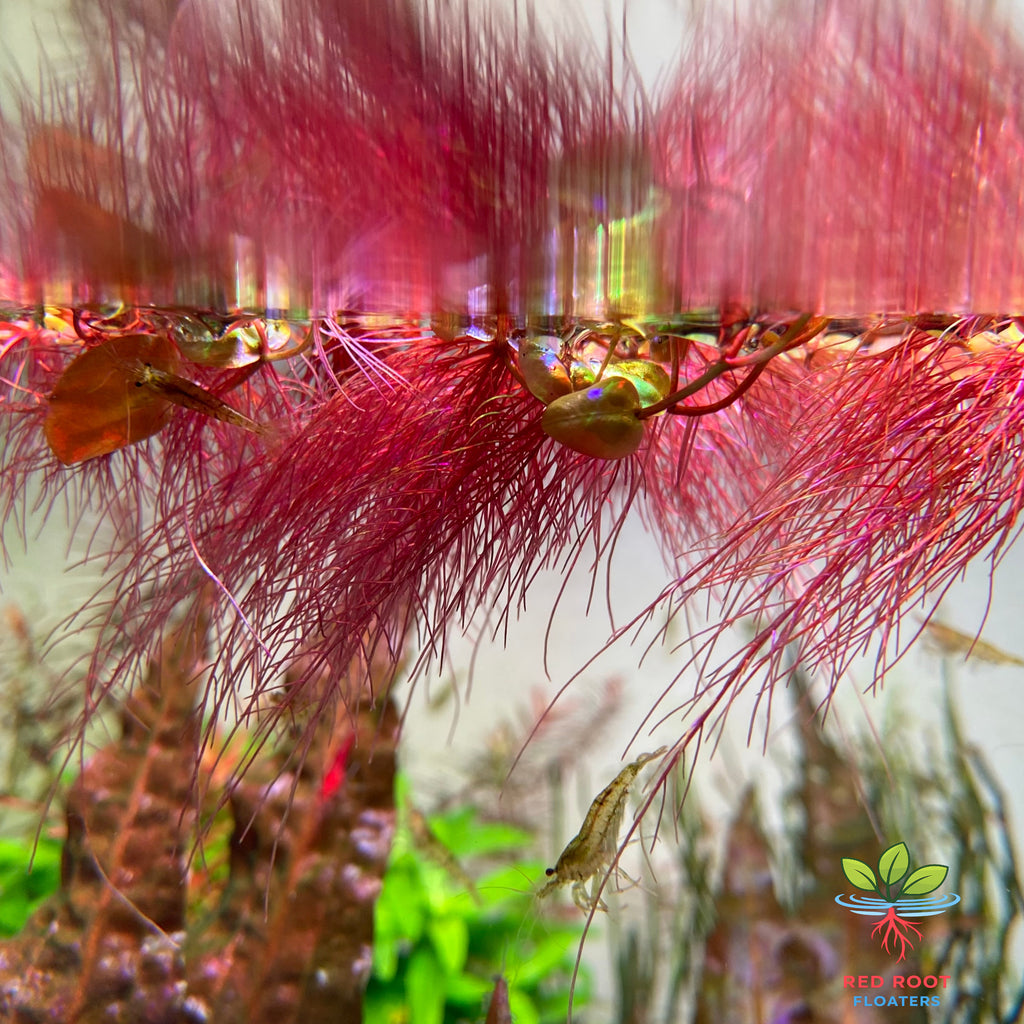 Stacked Red Root Floaters – Live Floating Aquarium Plant (100+ Leaves)